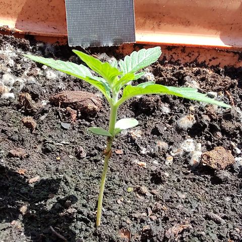 Auto Purple growlog timeline photo