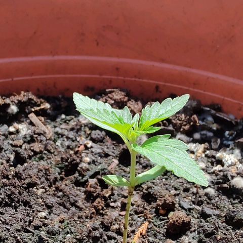 Auto White Widow growlog timeline photo