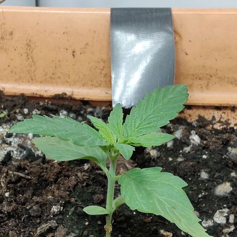 Auto Purple growlog timeline photo