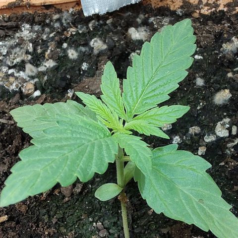 Auto Purple growlog timeline photo