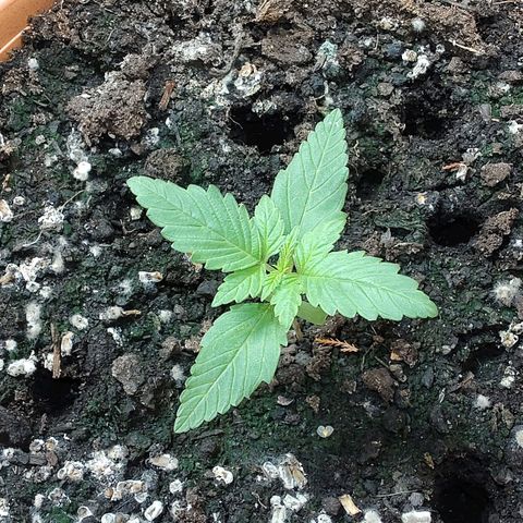 Auto White Widow growlog timeline photo