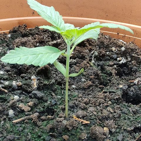 Auto White Widow growlog timeline photo
