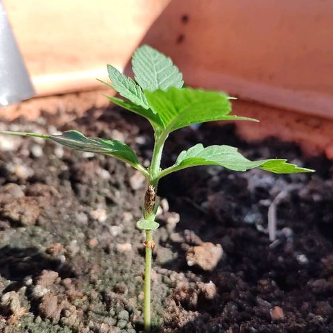 Auto Purple growlog timeline photo