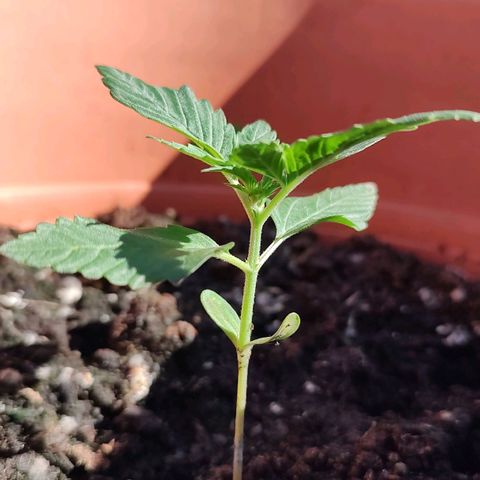 Auto White Widow growlog timeline photo