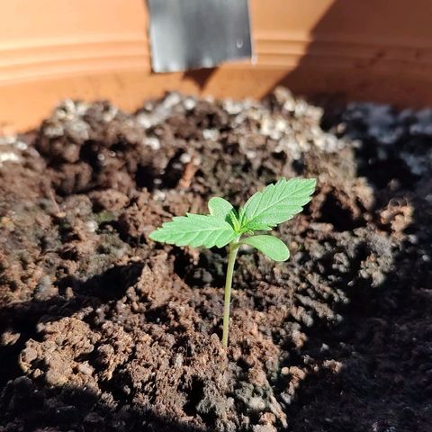 Quick One growlog timeline photo
