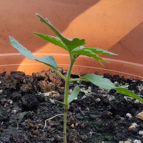 Auto White Widow growlog timeline photo