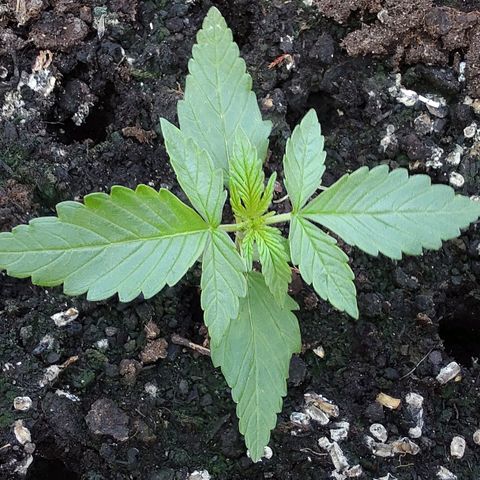 Auto White Widow growlog timeline photo