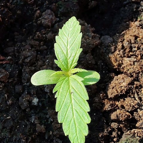 Quick One growlog timeline photo