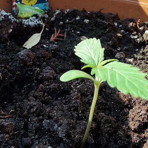 Quick One growlog timeline photo