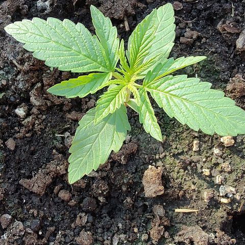 Auto Purple growlog timeline photo