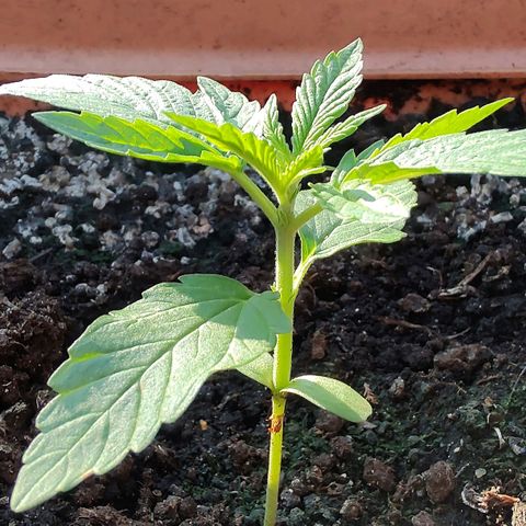 Auto Purple growlog timeline photo