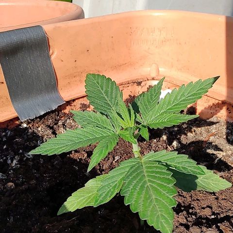 Auto Purple growlog timeline photo