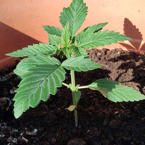 Auto White Widow growlog timeline photo