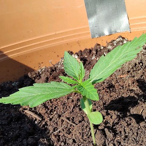 Quick One growlog timeline photo