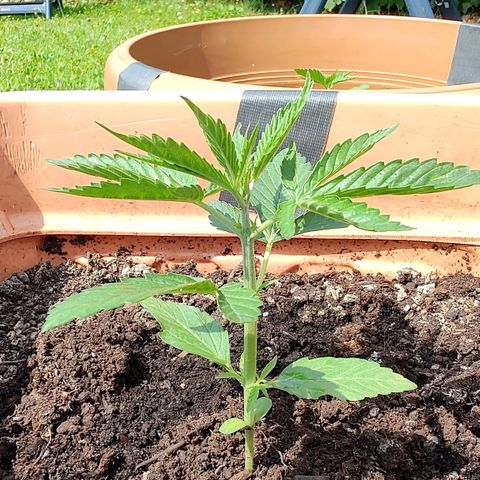 Auto Purple growlog timeline photo