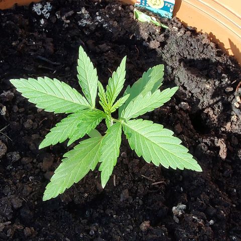 Quick One growlog timeline photo
