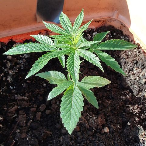 Auto Purple growlog timeline photo