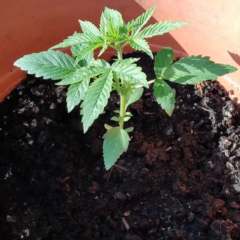 Auto White Widow growlog timeline photo