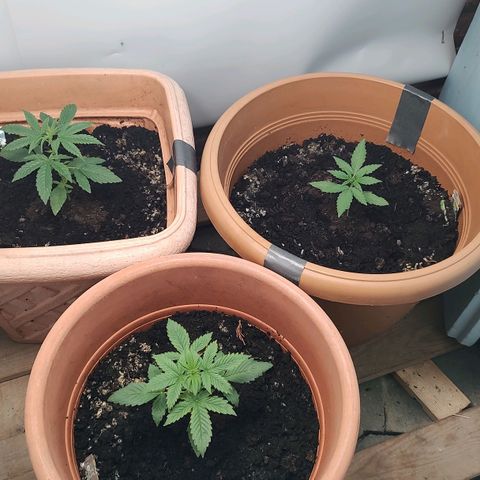 Auto Purple growlog timeline photo