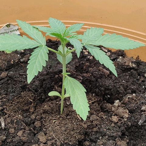 Quick One growlog timeline photo