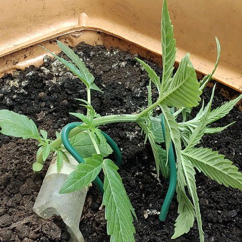 Auto Purple growlog photo: LST und TomDünger