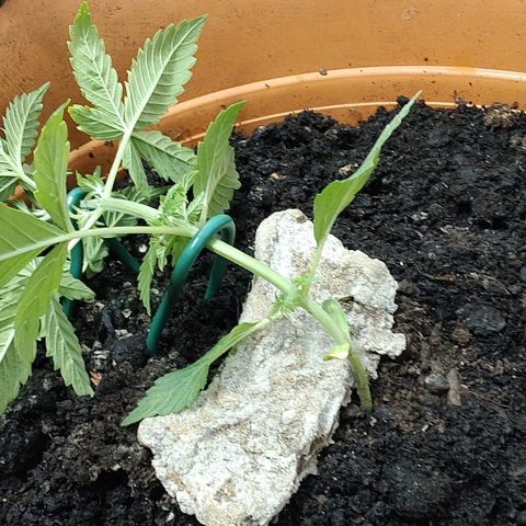 Auto White Widow growlog photo: LST und TomDünger