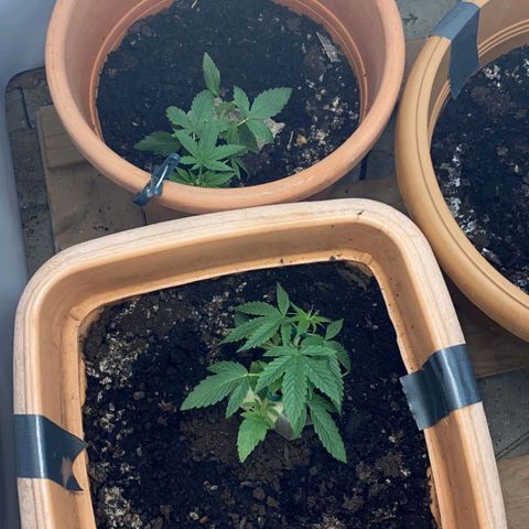 Auto White Widow growlog timeline photo