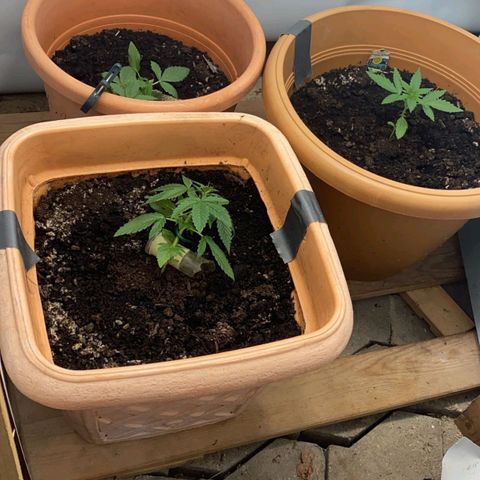 Quick One growlog timeline photo
