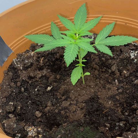 Quick One growlog timeline photo