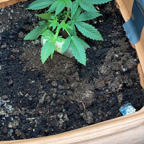 Auto Purple growlog timeline photo