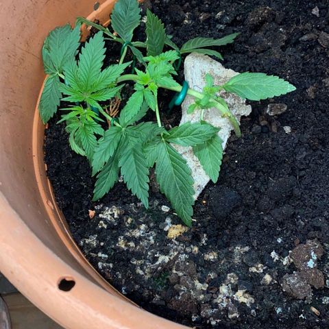 Auto White Widow growlog timeline photo