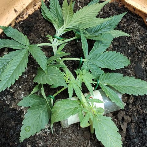 Auto Purple growlog timeline photo