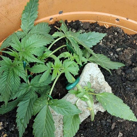 Auto White Widow growlog timeline photo