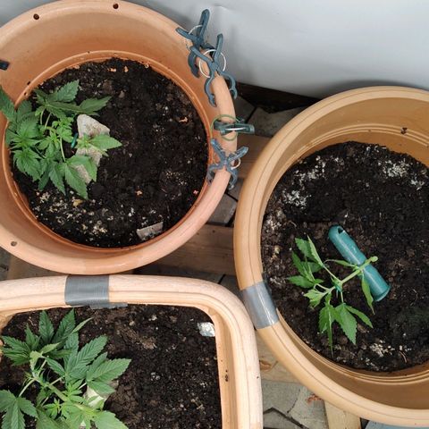 Quick One growlog timeline photo