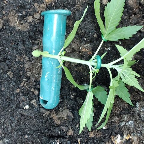 Quick One growlog timeline photo