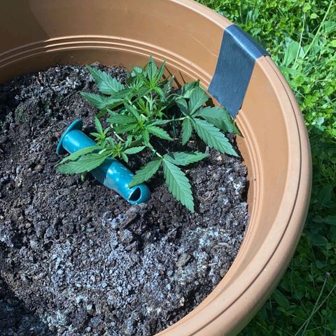 Quick One growlog timeline photo