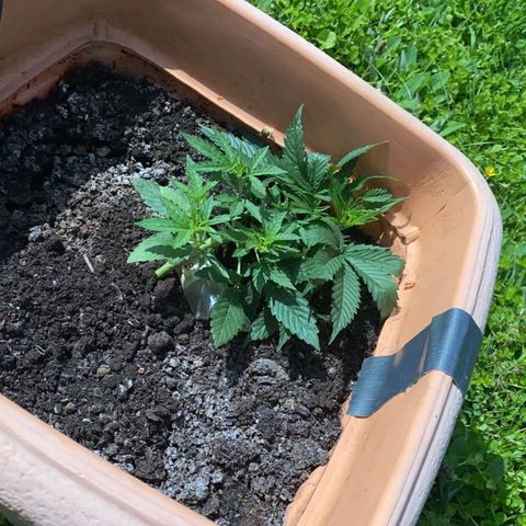 Auto Purple growlog timeline photo