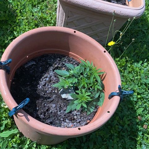 Auto White Widow growlog timeline photo