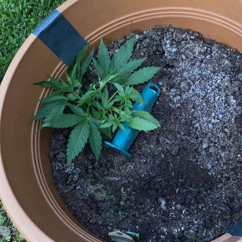 Quick One growlog timeline photo