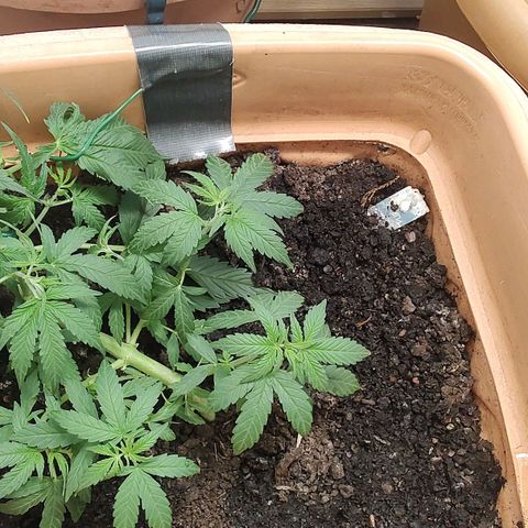 Auto Purple growlog timeline photo