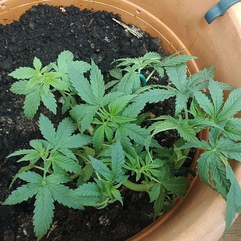 Auto White Widow growlog timeline photo