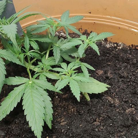 Quick One growlog timeline photo