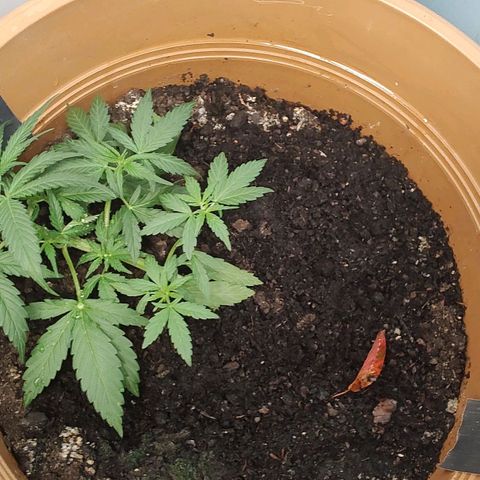 Quick One growlog timeline photo