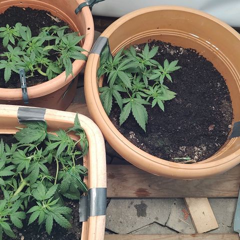 Auto White Widow growlog timeline photo