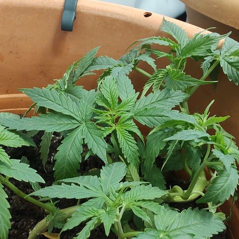 Auto White Widow growlog timeline photo