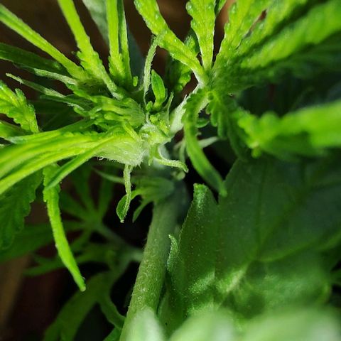 Auto Purple growlog timeline photo