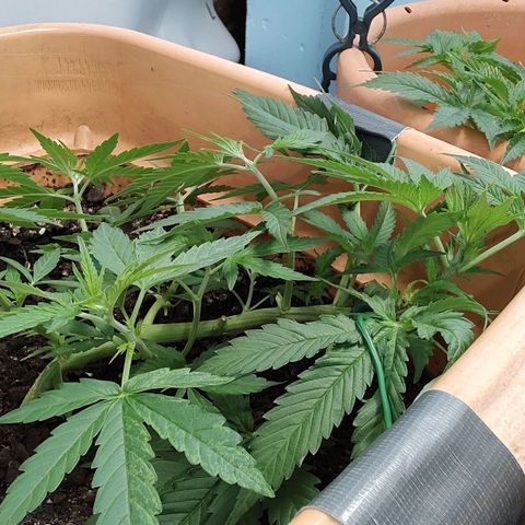 Auto Purple growlog timeline photo