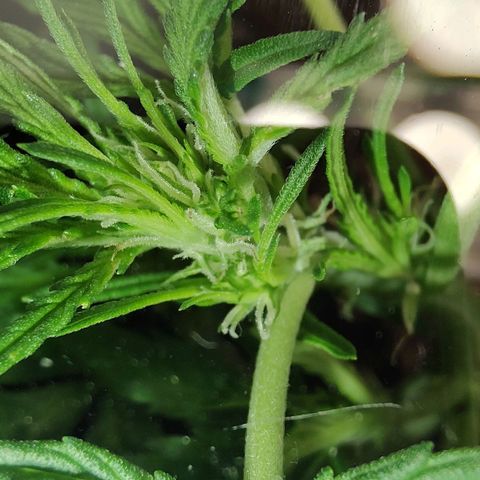 Quick One growlog timeline photo