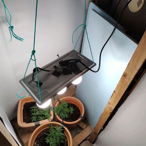 Quick One growlog timeline photo