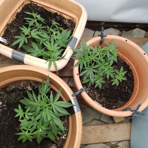 Quick One growlog timeline photo